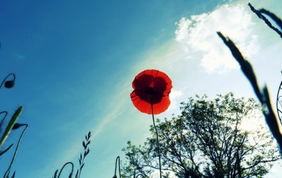 Unterscheidung-Geister-Gott-Mohnblume-Blog-God-Grammar